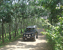 Discovery Gardens